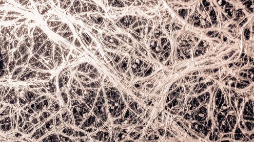 The Mechanics of Neurobranding: Brand Strategy That Starts In the Feels