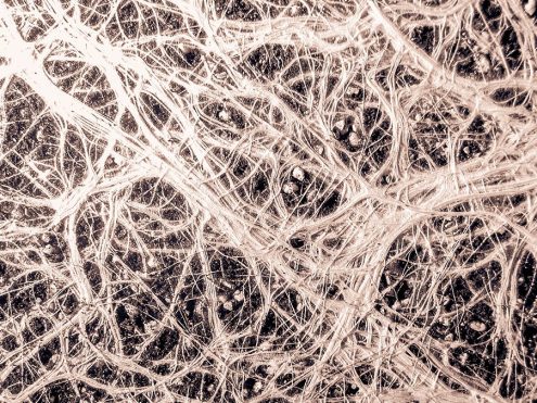 The Mechanics of Neurobranding: Brand Strategy That Starts In the Feels